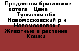 Продаются британские котята › Цена ­ 5 000 - Тульская обл., Новомосковский р-н, Новомосковск г. Животные и растения » Кошки   